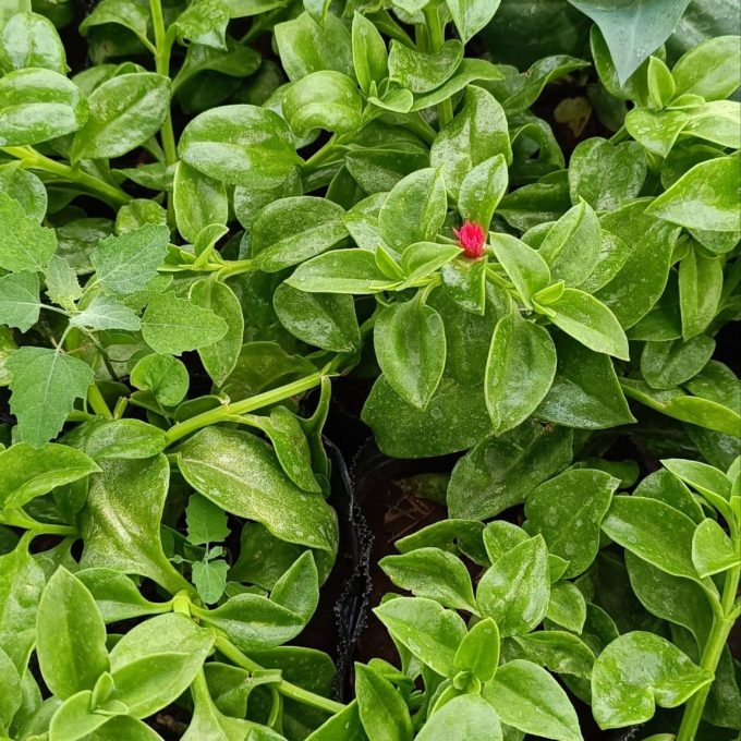 BABY SAN ROSE  VERDE