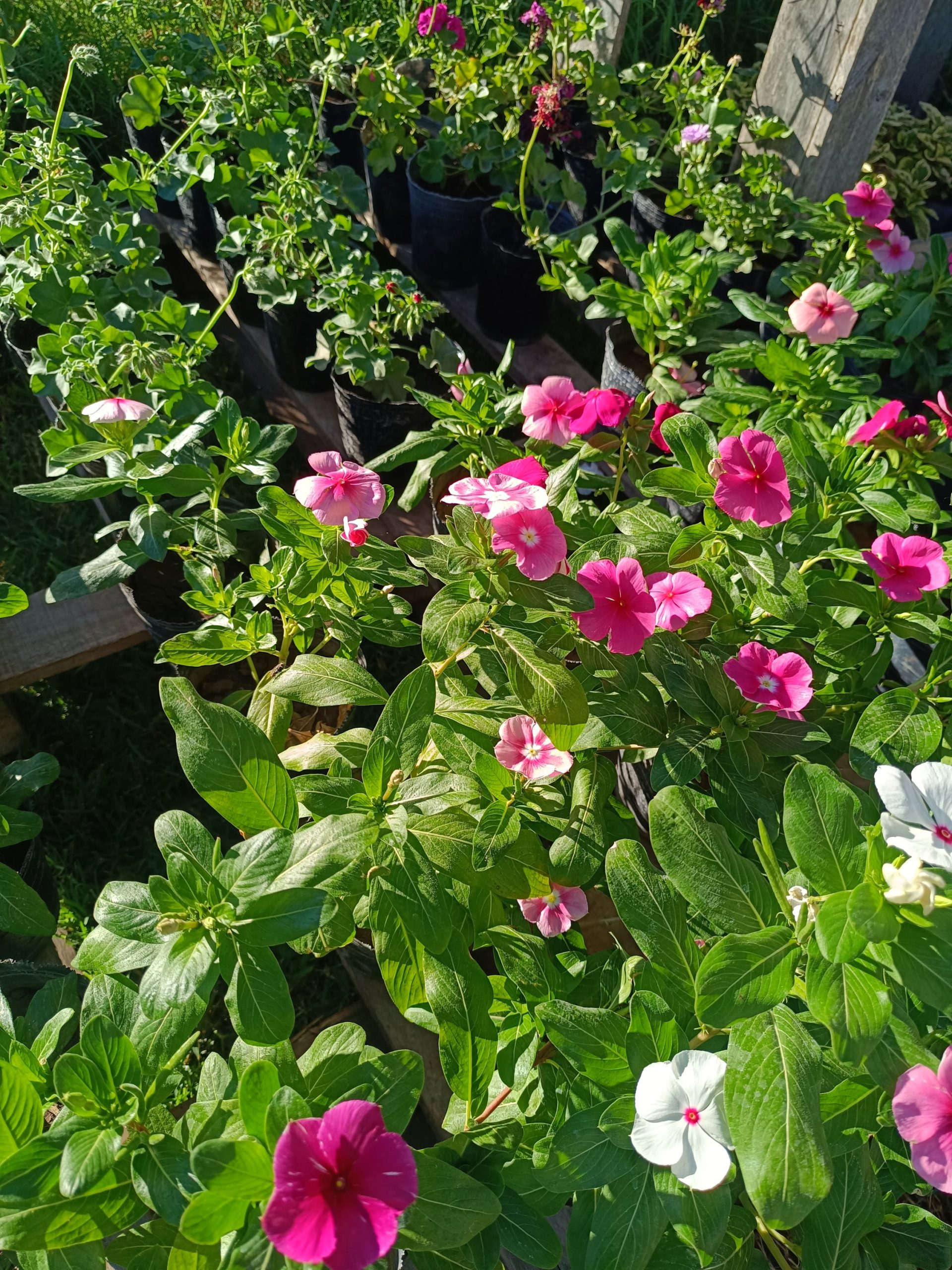VINCA - Imagen 3