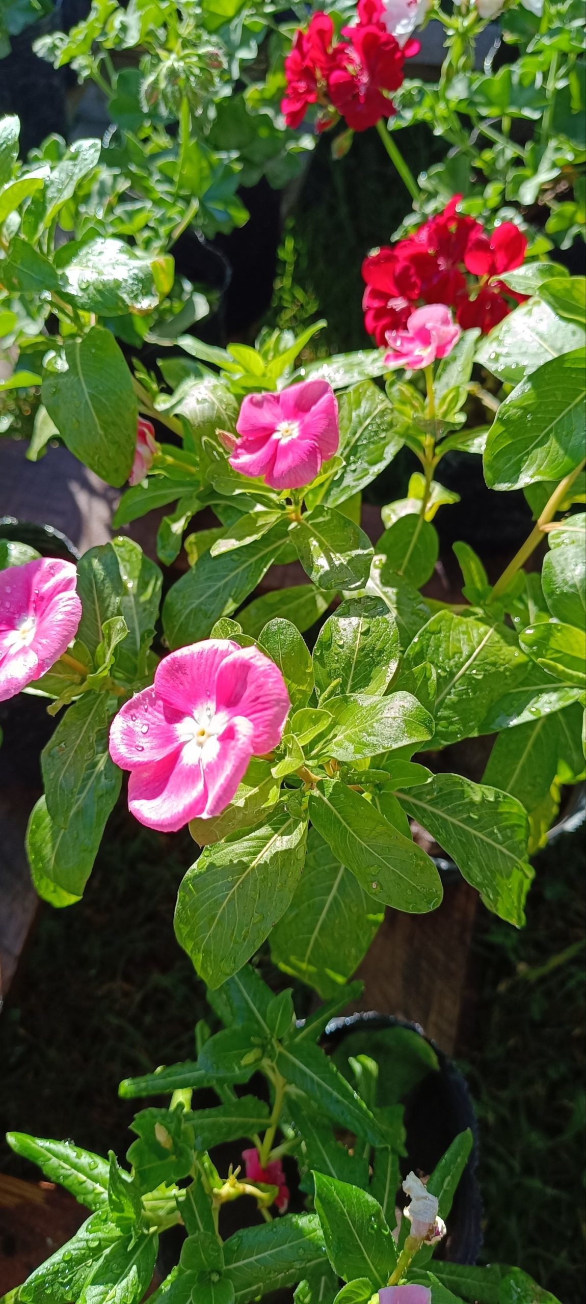 VINCA - Imagen 2