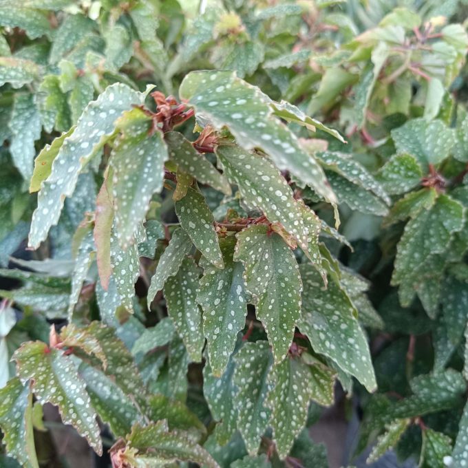 BEGONIA CASCADA
