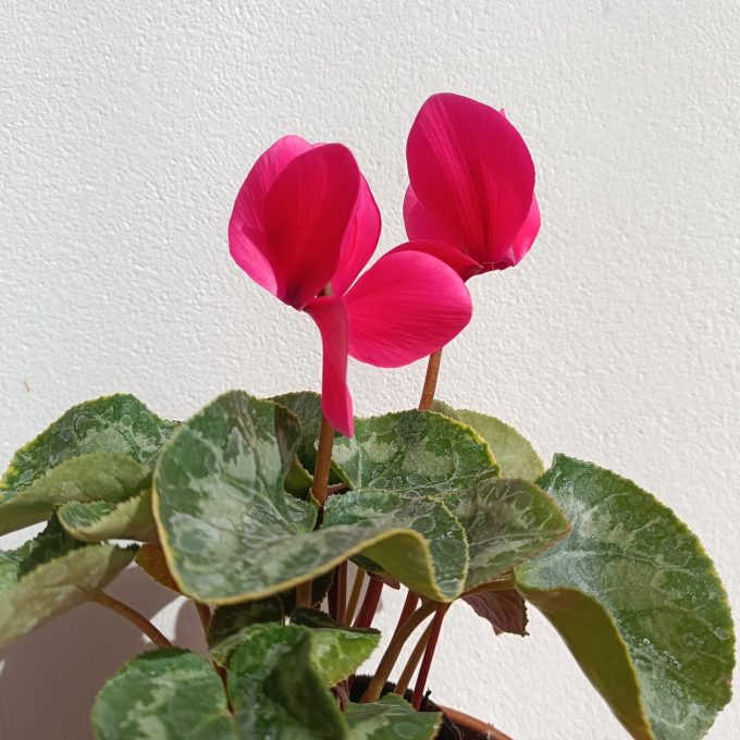 VIOLETA DE LOS ALPES