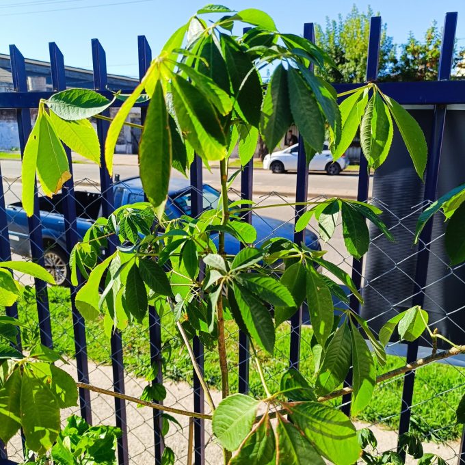 Árbol Ceiba (Palo Borracho)