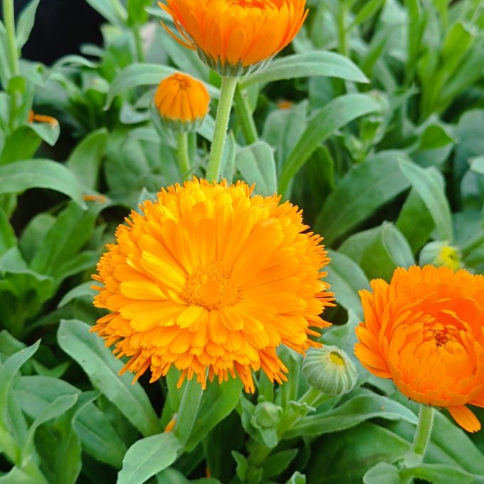CALENDULA