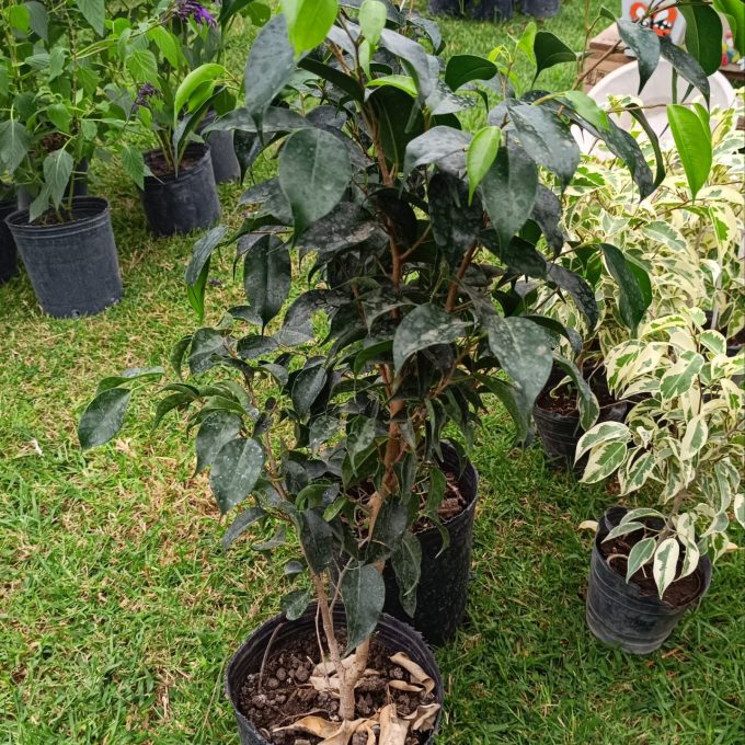 FICUS NEGRO