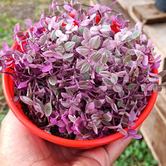 CALLISIA