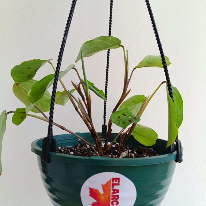 MARANTA ERREDOR Colgante