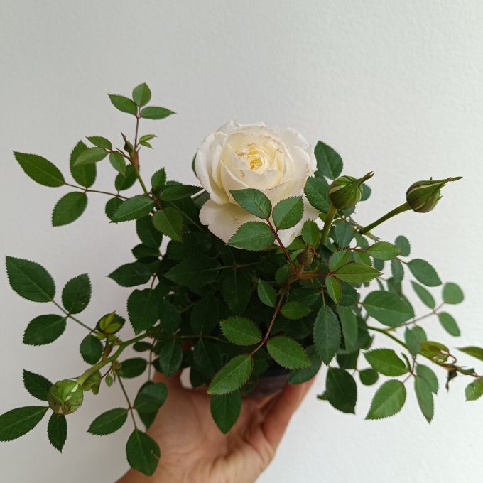MINI ROSA ROCOCO