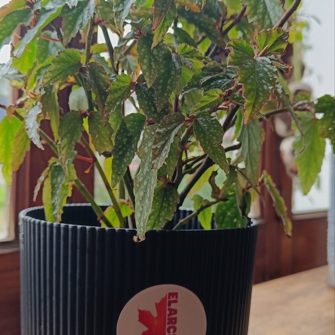 BEGONIA CASCADA
sustrato + maceta