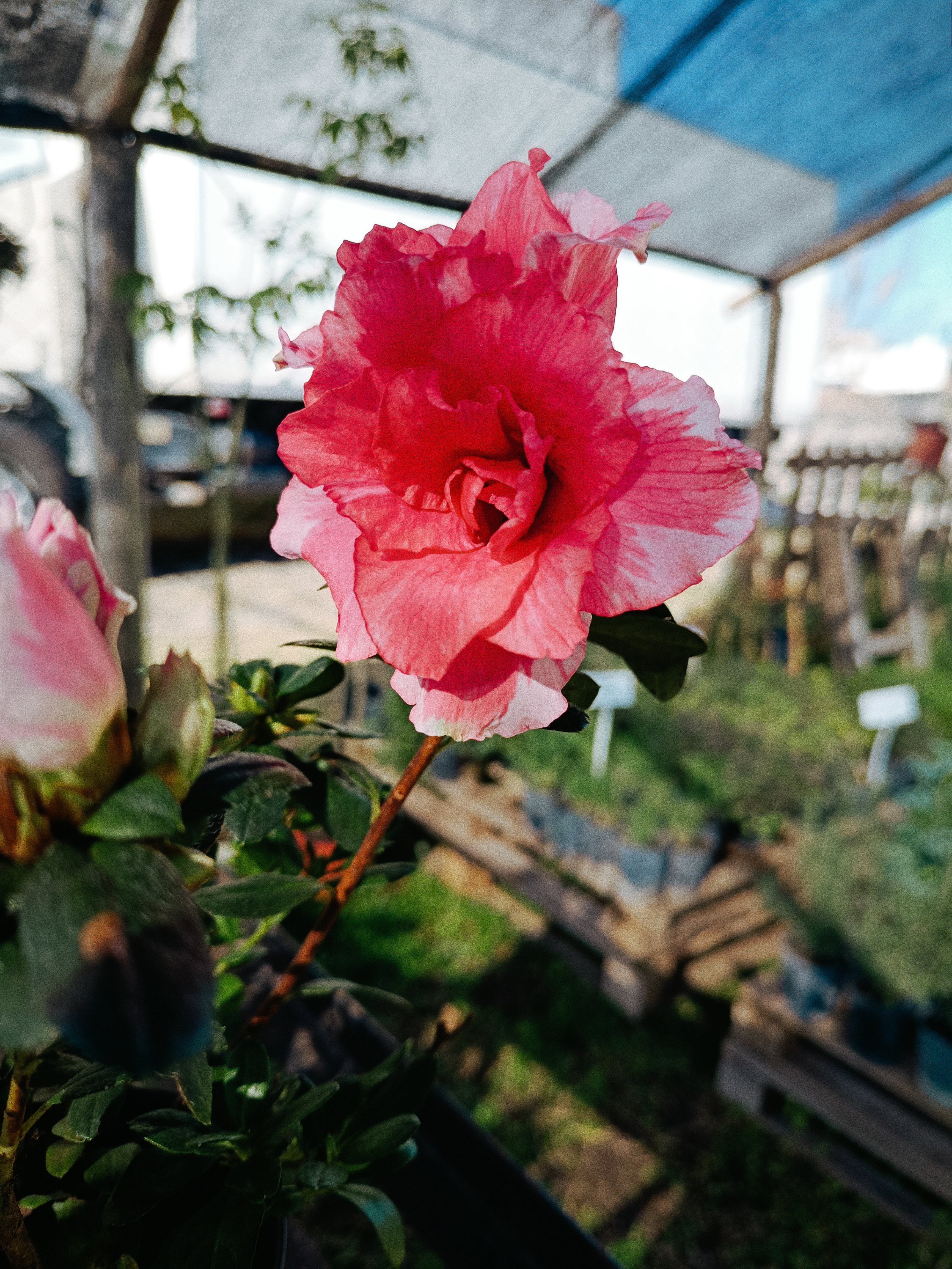 AZALEA - Imagen 4