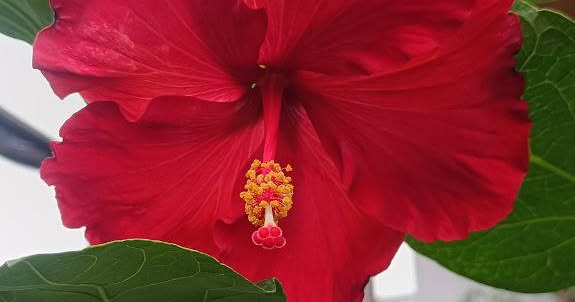 ROSA CHINA  ROJA