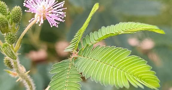 MIMOSA