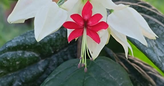CLERODENDRO
