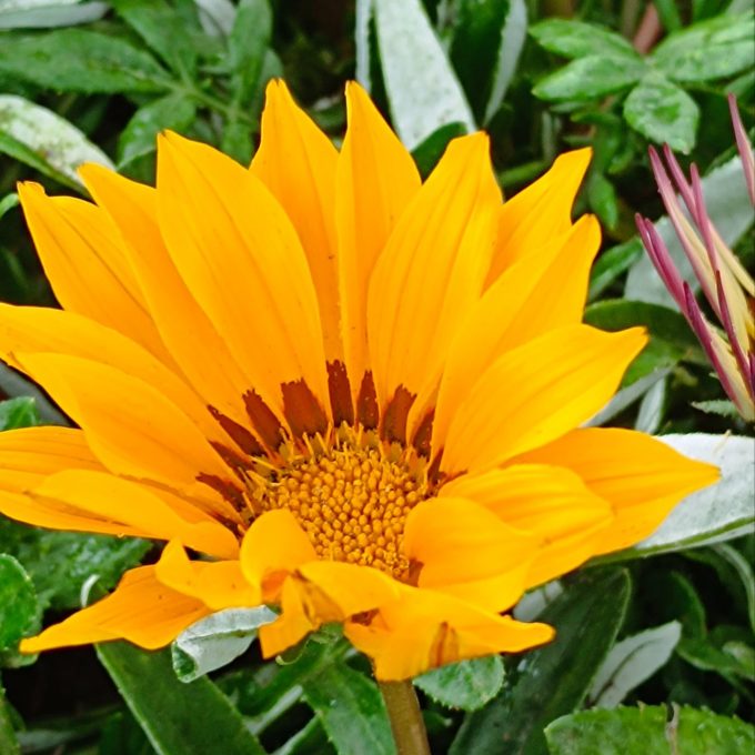 GAZANIA FLOR GIGANTE