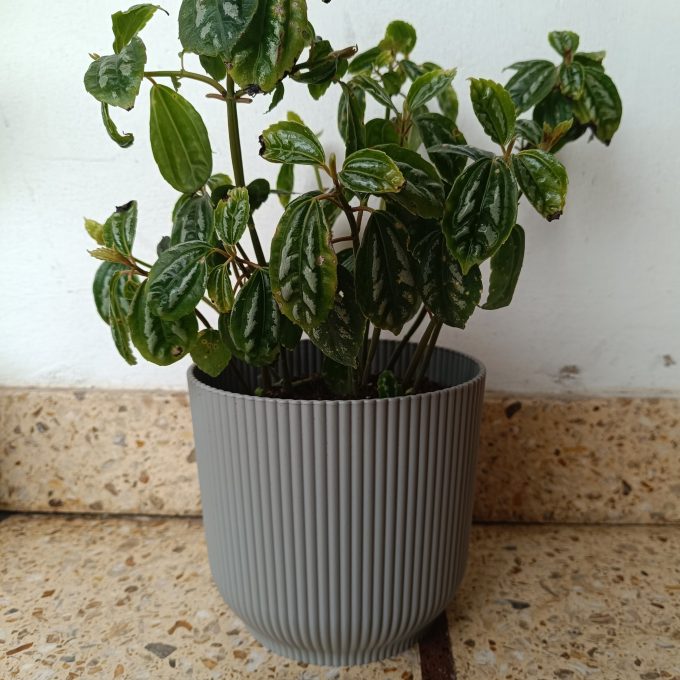 PILEA