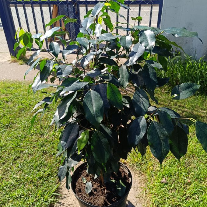 FICUS NEGRO 7litros