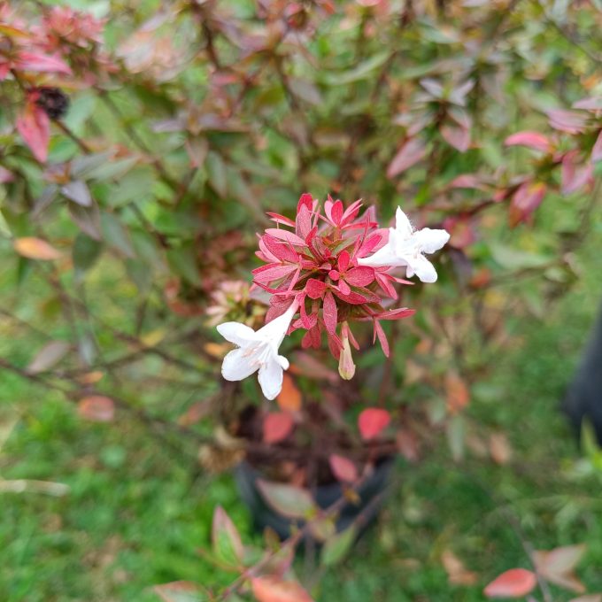 ABELIA 3 LT GRANDIFLORA