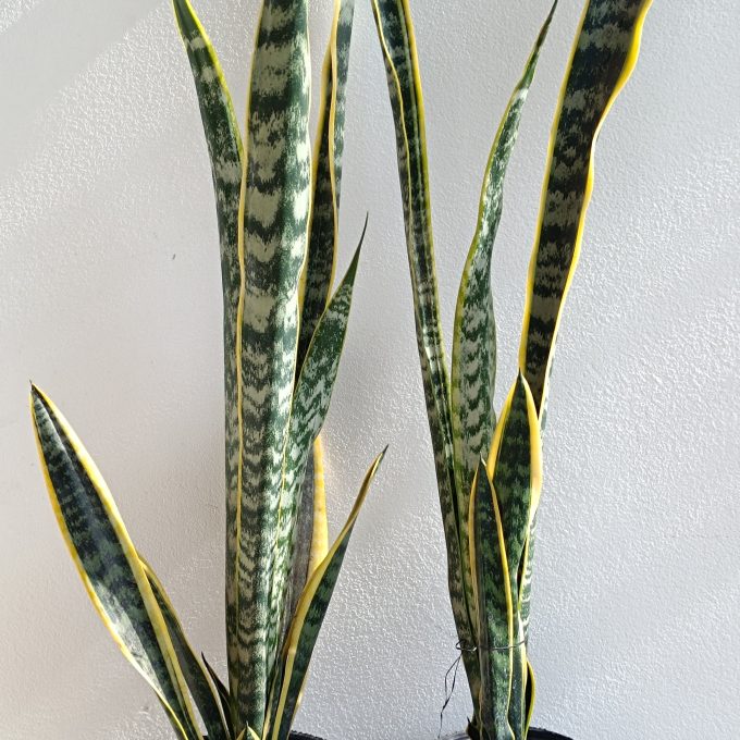 SANSEVIERIA 3LT AMARILLA