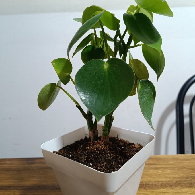 PILEA PEPEROMIOIDES M12