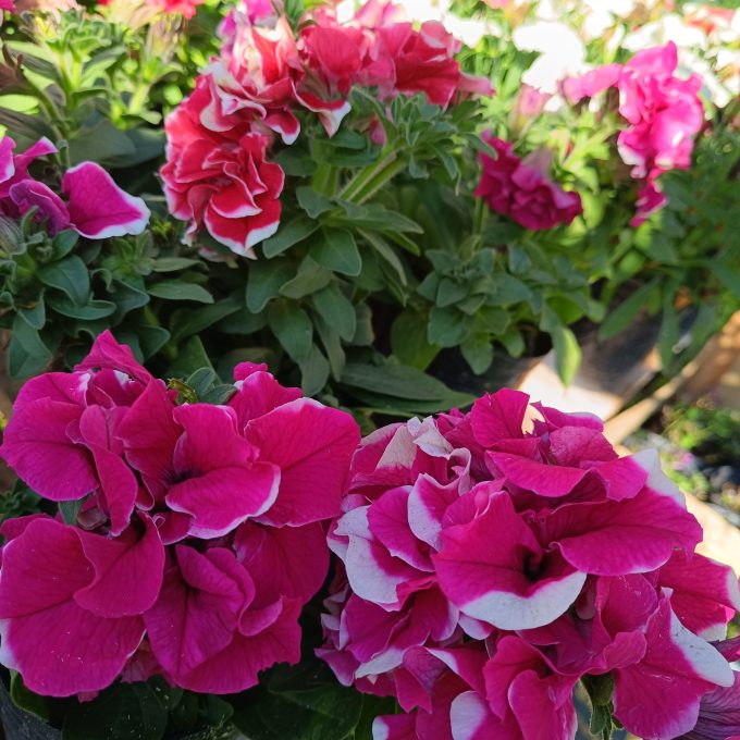 PETUNIA DOBLE