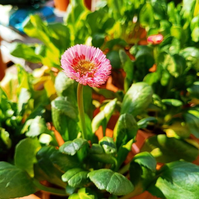 COQUETA
