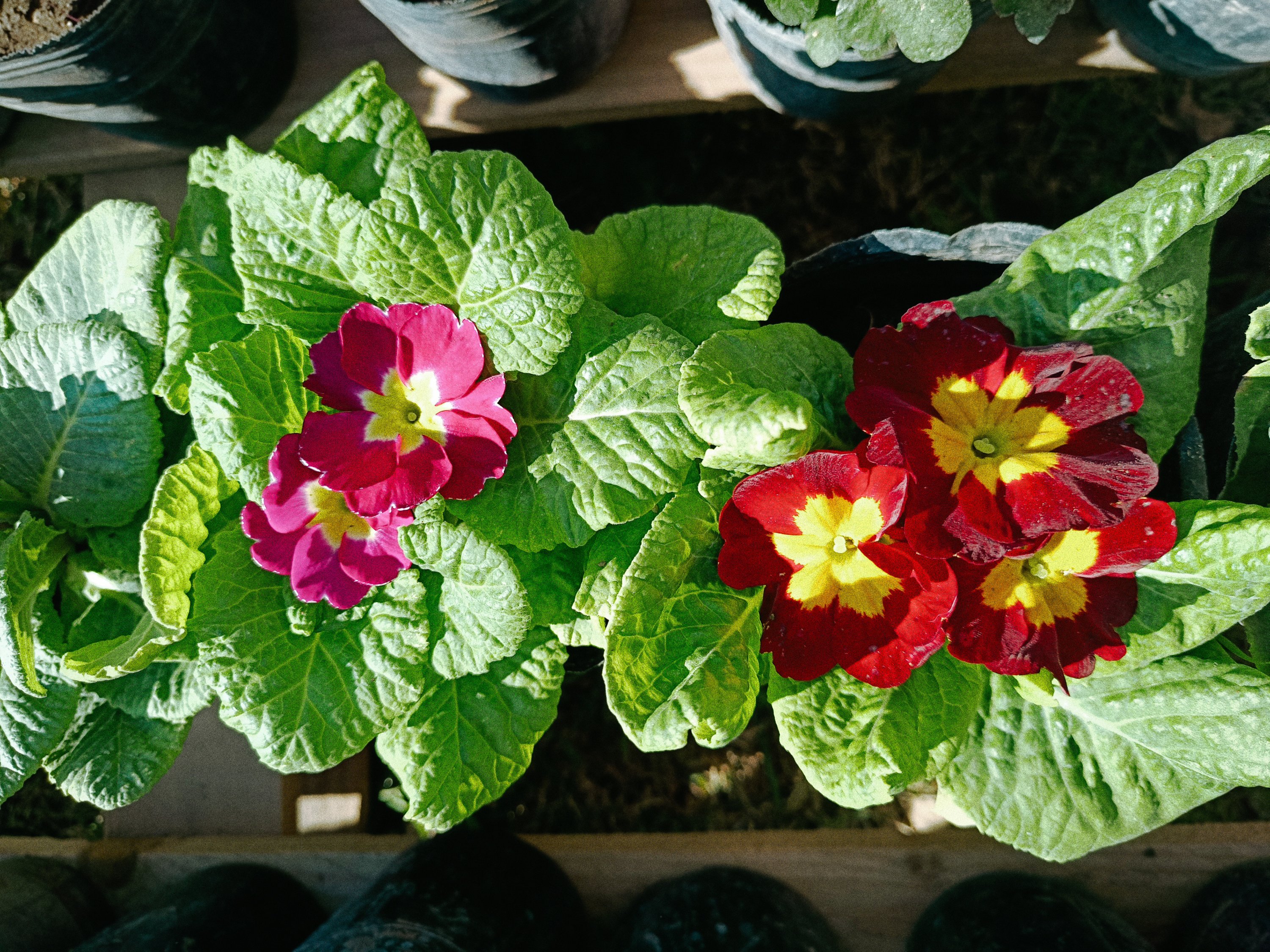 PRIMAVERA