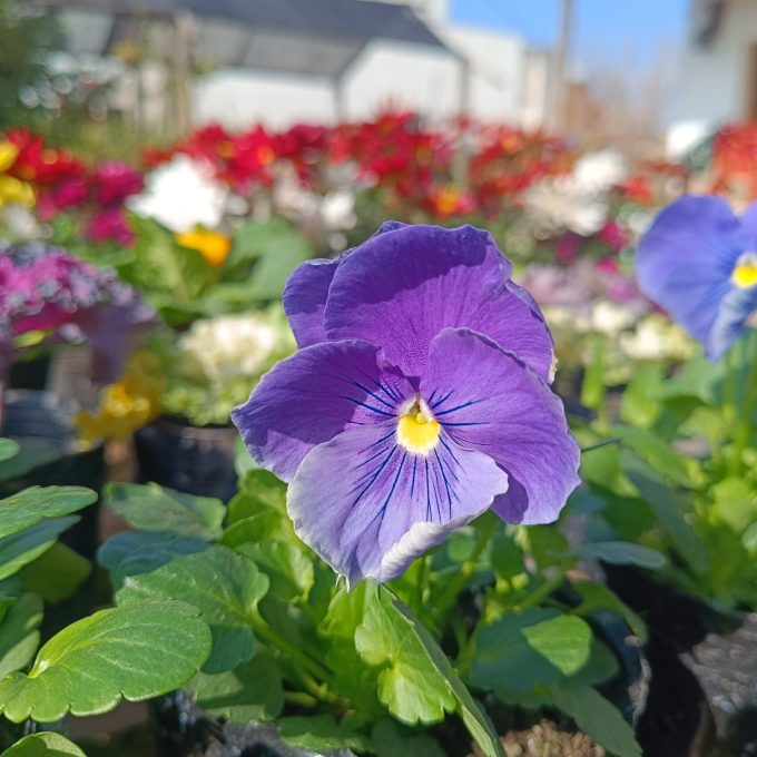VIOLA