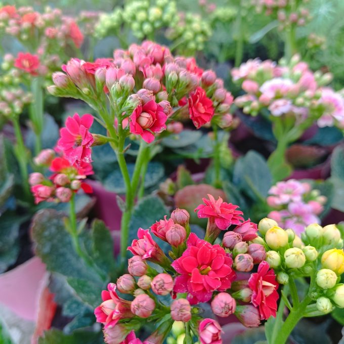 KALANCHOE