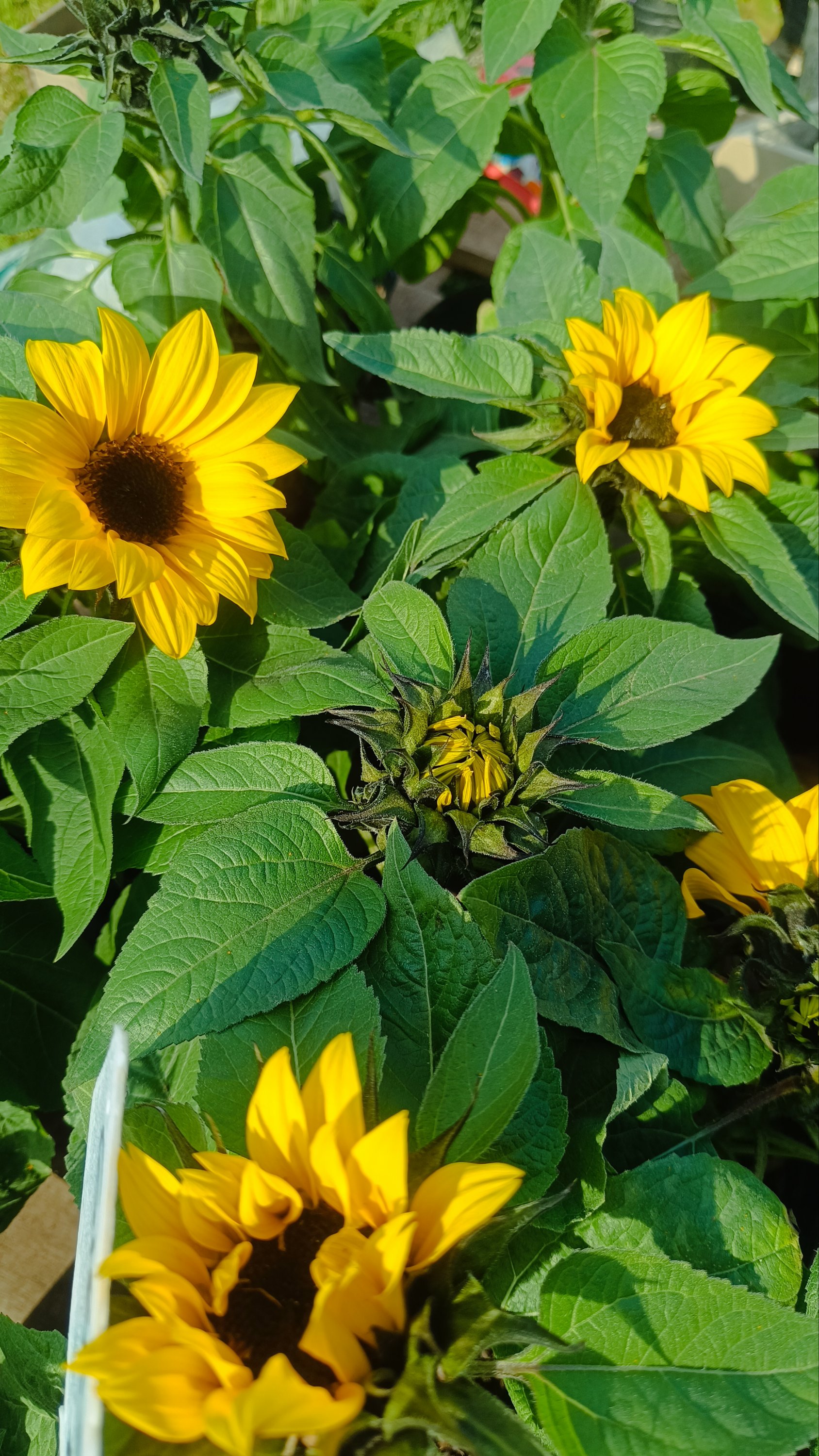 GIRASOL enano - Imagen 2