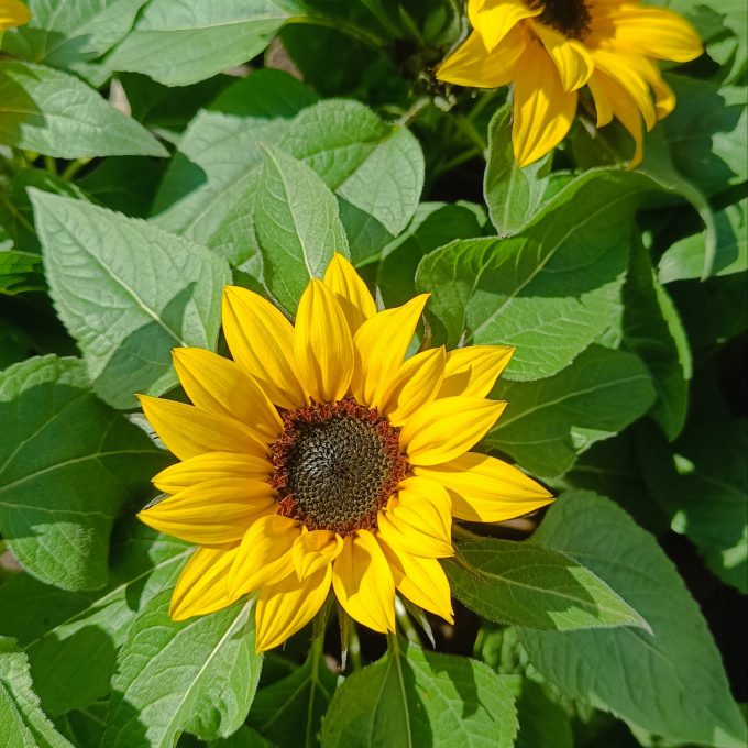 GIRASOL enano
