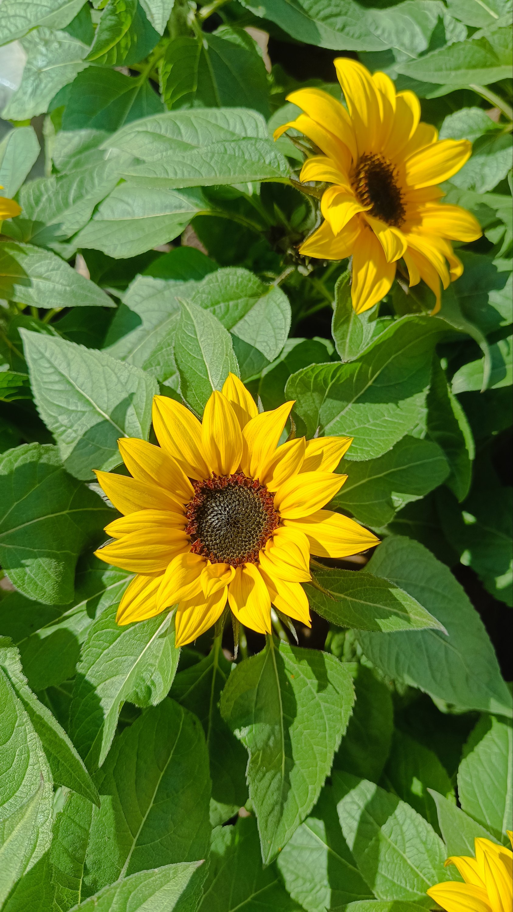 GIRASOL enano