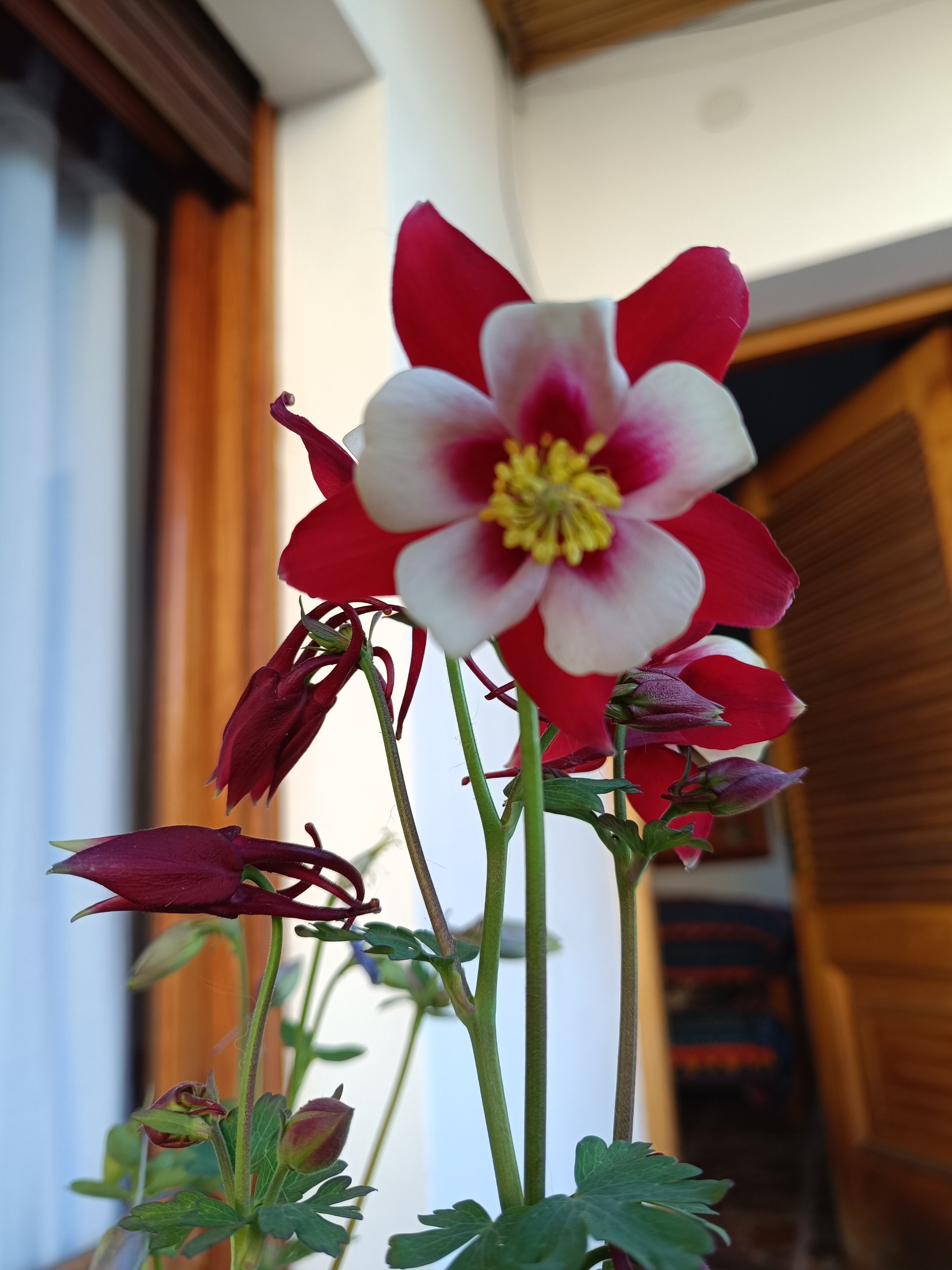 AQUILEGIA - Imagen 5