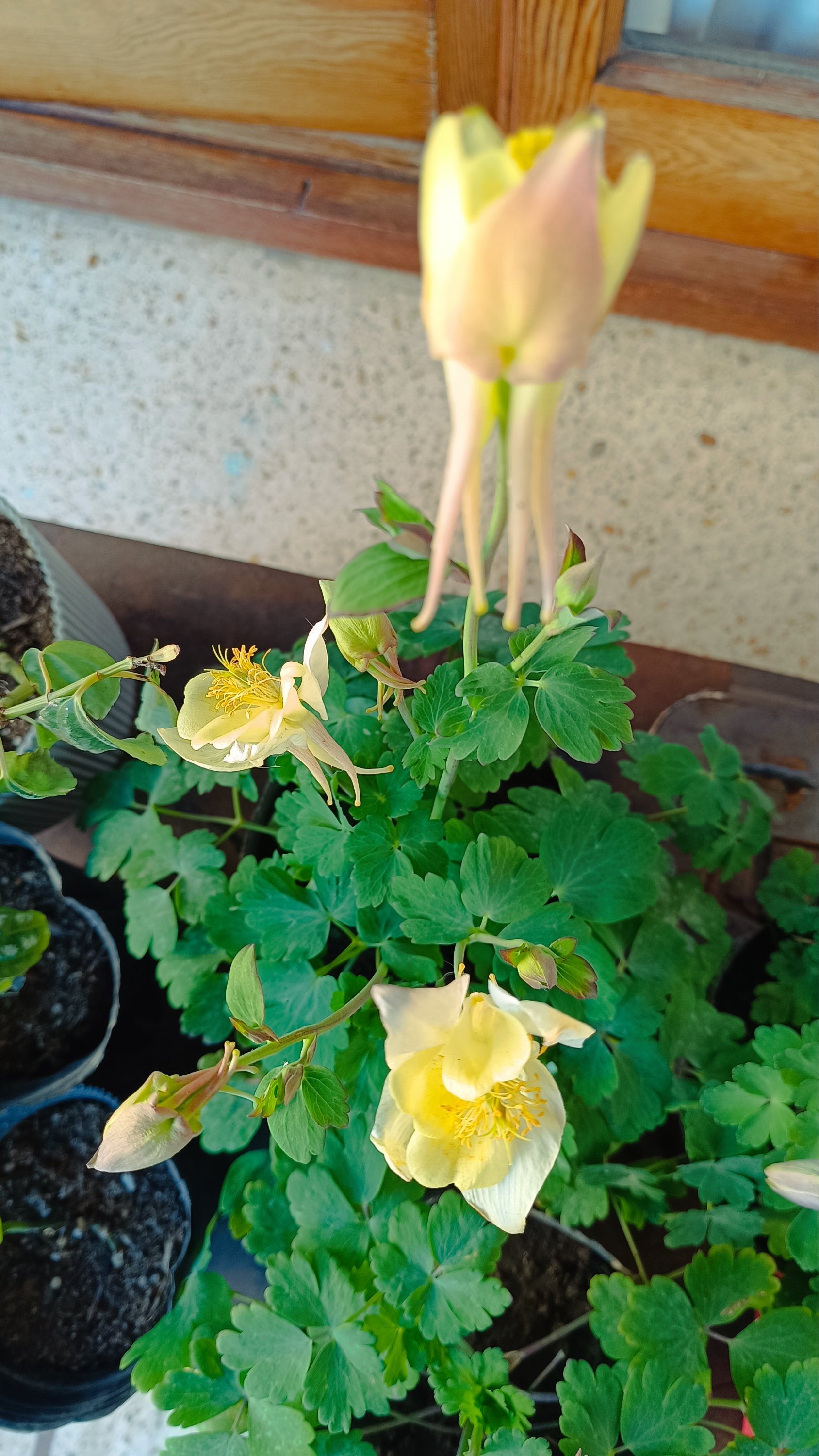 AQUILEGIA - Imagen 3