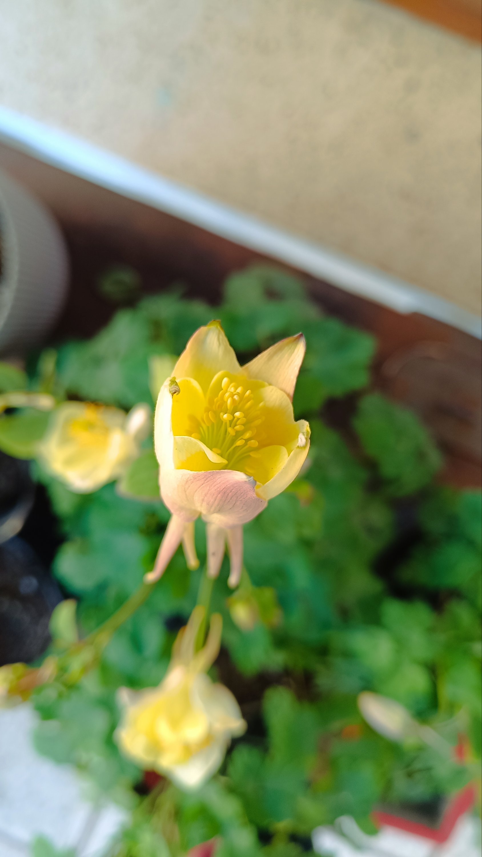 AQUILEGIA - Imagen 4
