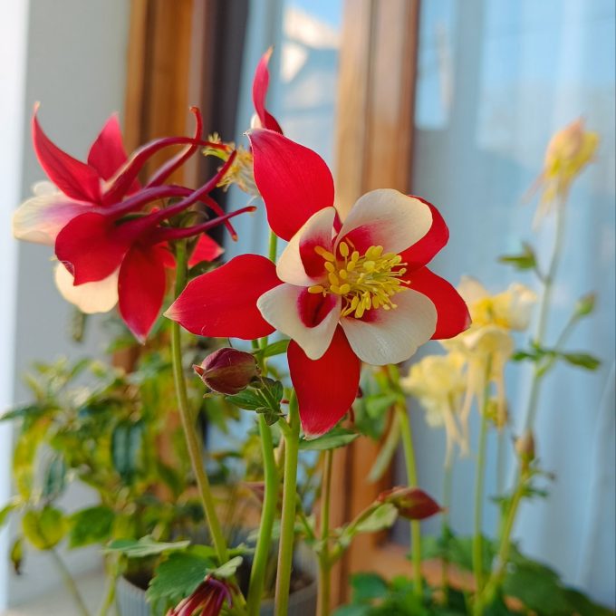 AQUILEGIA