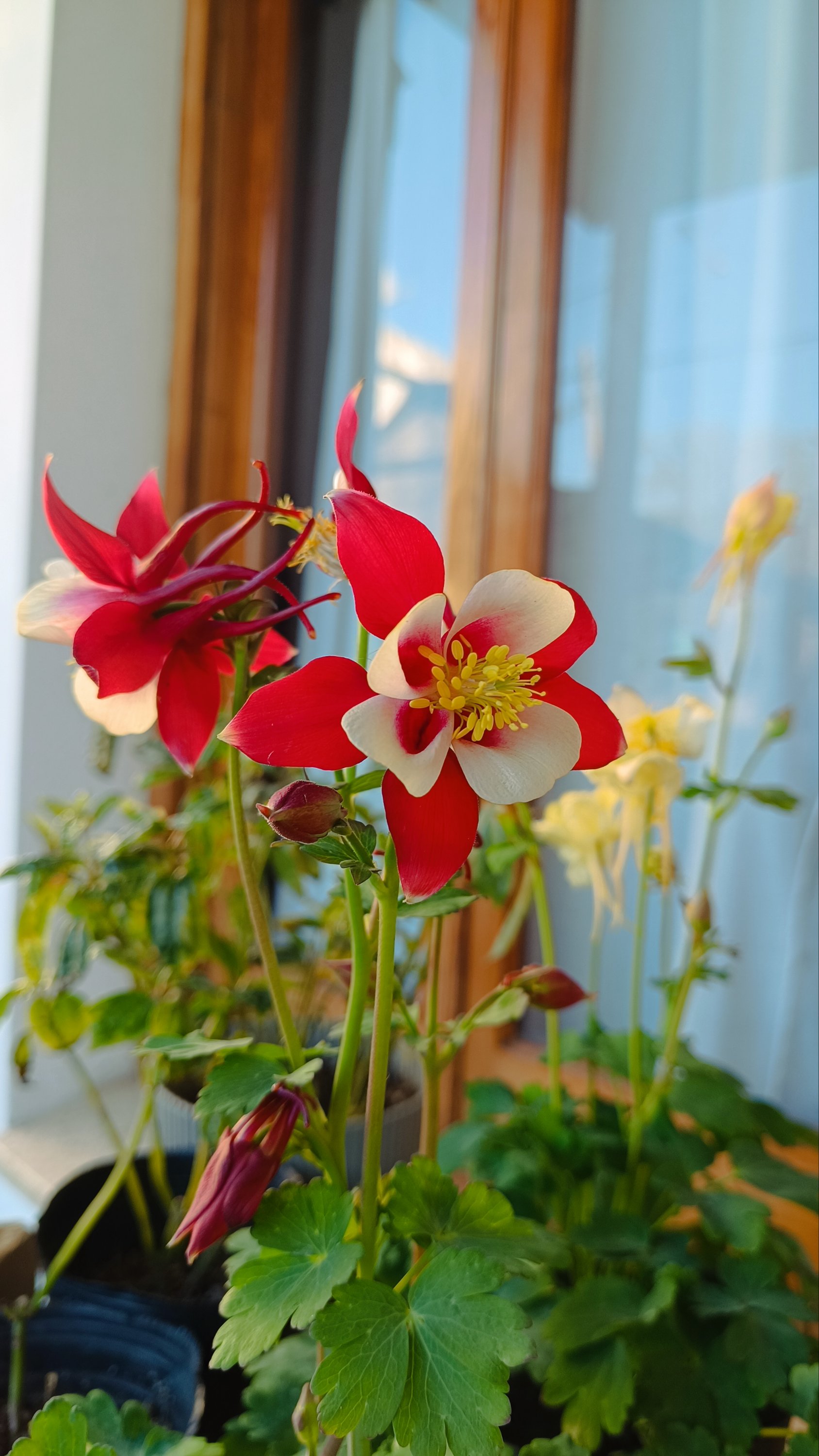 AQUILEGIA
